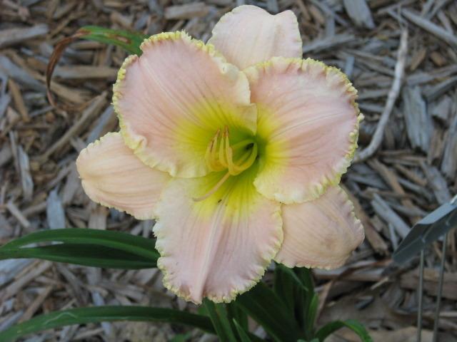 Photo of Daylily (Hemerocallis 'Belle Cook') uploaded by blue23rose
