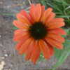 Echinacea warm summer, flowering orange
