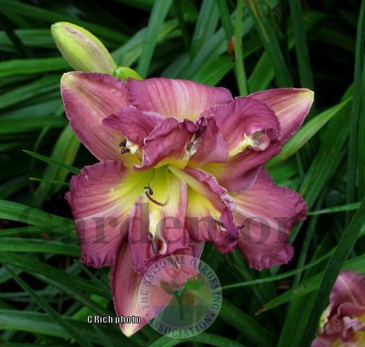 Photo of Daylily (Hemerocallis 'Almost Indecent') uploaded by Char