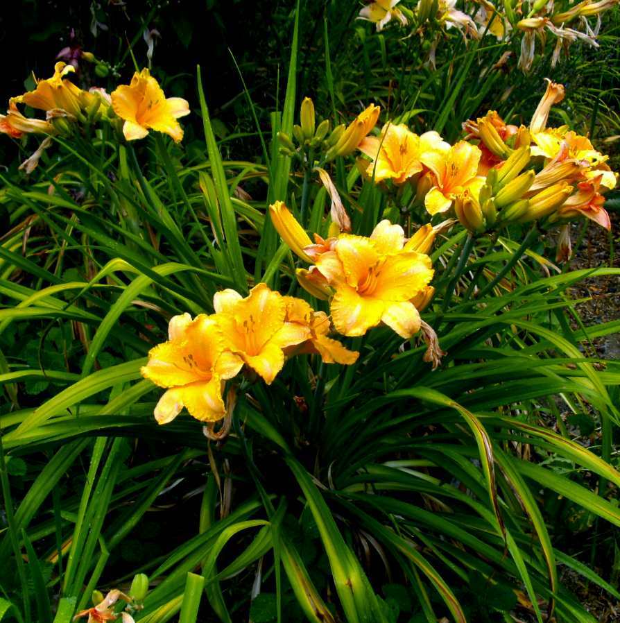 Photo of Daylily (Hemerocallis 'Flames of Fortune') uploaded by Heart2Heart