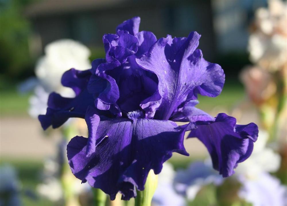 Photo of Tall Bearded Iris (Iris 'Donaghcloney') uploaded by KentPfeiffer
