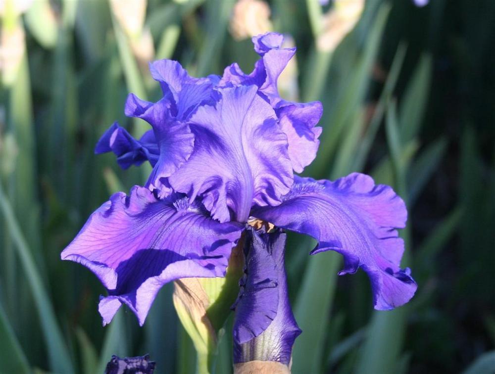 Photo of Tall Bearded Iris (Iris 'Devil's Lake') uploaded by KentPfeiffer