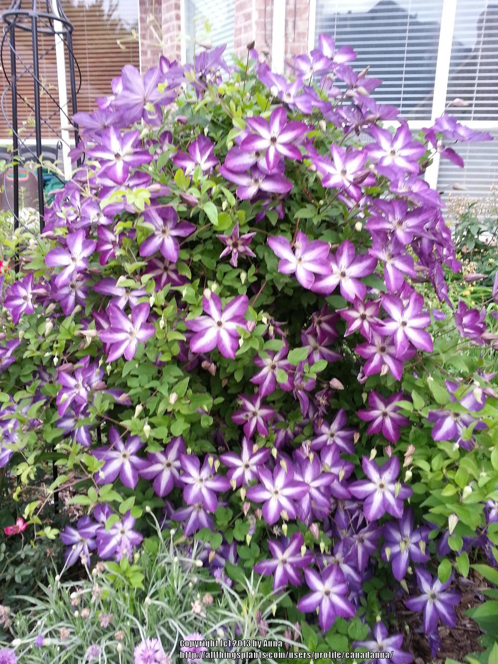 Photo of Clematis (Clematis viticella 'Venosa Violacea') uploaded by canadanna