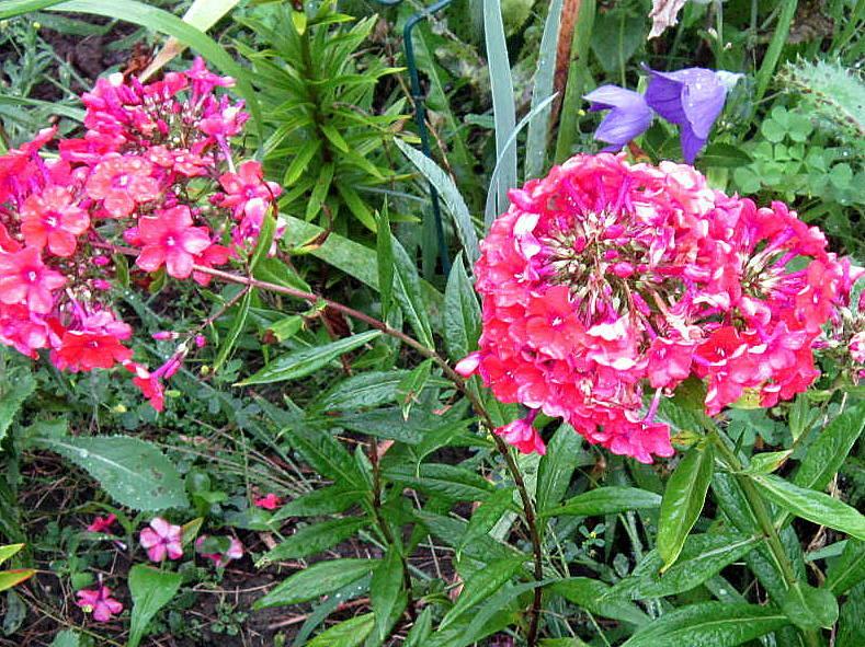 Photo of Garden Phlox (Phlox paniculata 'Orange Perfection') uploaded by ge1836