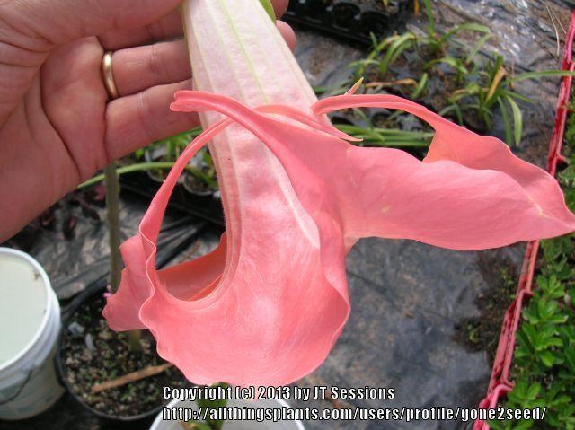 Photo of Angel Trumpet (Brugmansia 'Galaxy') uploaded by gone2seed