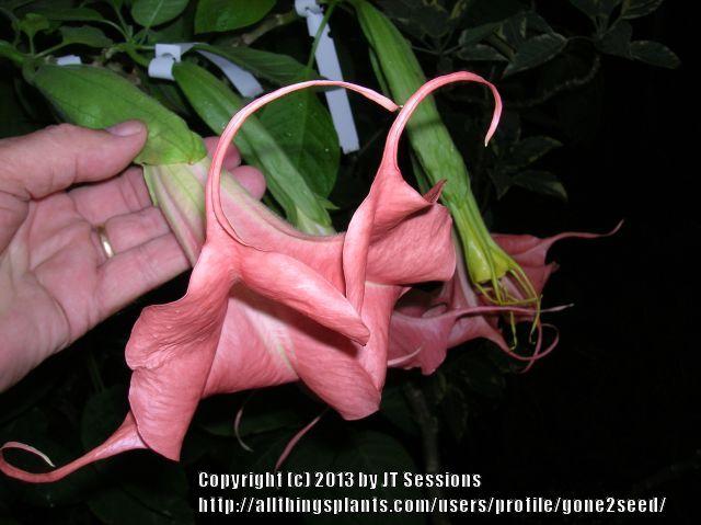 Photo of Angel Trumpet (Brugmansia 'Galaxy') uploaded by gone2seed