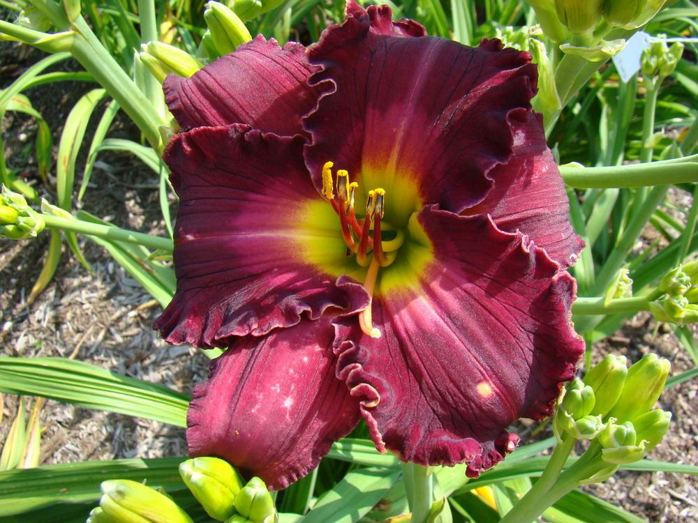 Photo of Daylily (Hemerocallis 'Love in a Vacuum') uploaded by nh4me