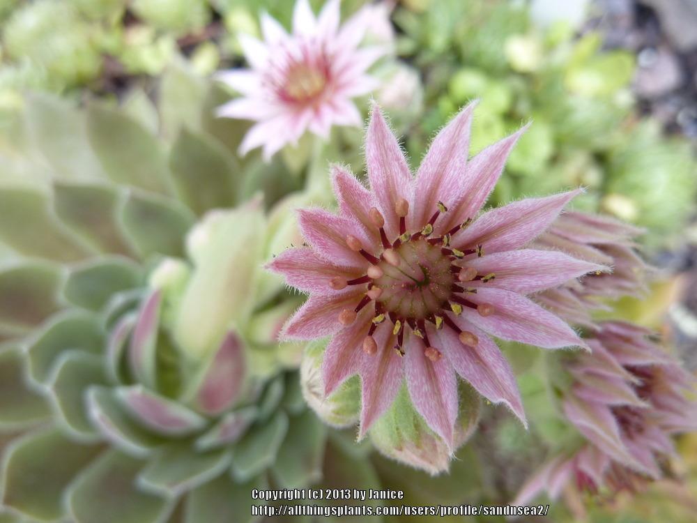 Photo of Hen and Chicks (Sempervivum 'Pacific Spring Frost') uploaded by sandnsea2