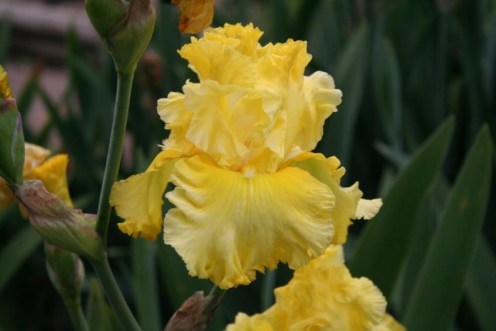 Photo of Tall Bearded Iris (Iris 'Sun Shine In') uploaded by KentPfeiffer