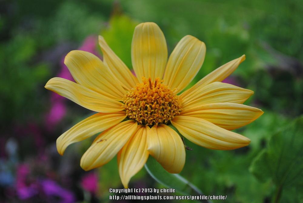 Photo of Mexican Sunflower (Tithonia rotundifolia 'Yellow Torch') uploaded by chelle