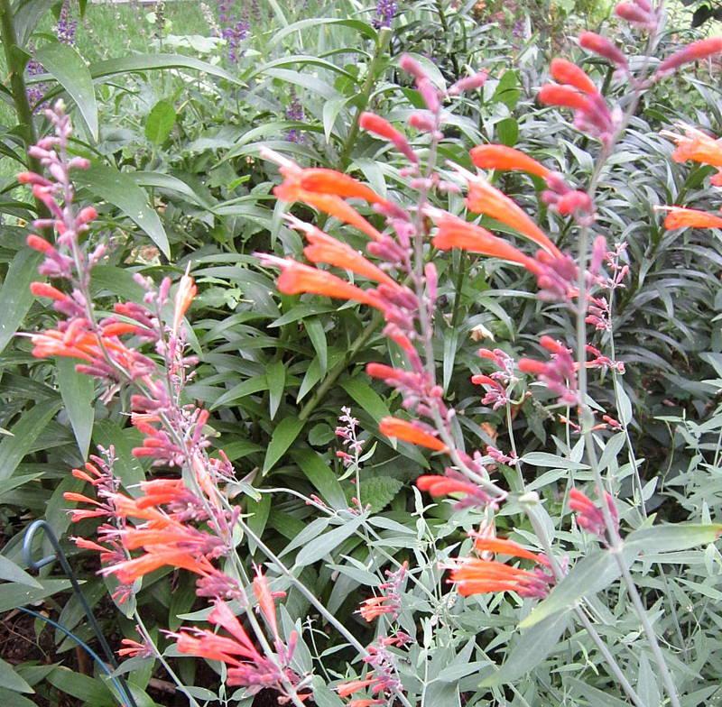 Photo of Anise Hyssop (Agastache aurantiaca 'Apricot Sprite') uploaded by ge1836