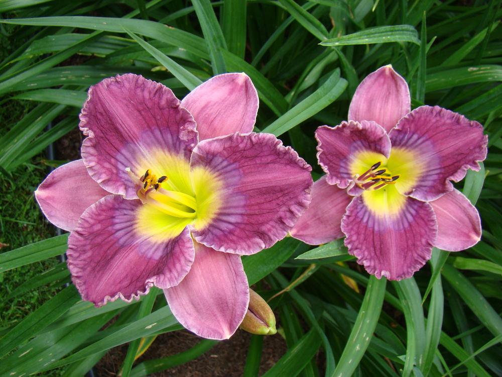 Photo of Daylily (Hemerocallis 'Guided by Voices') uploaded by nh4me