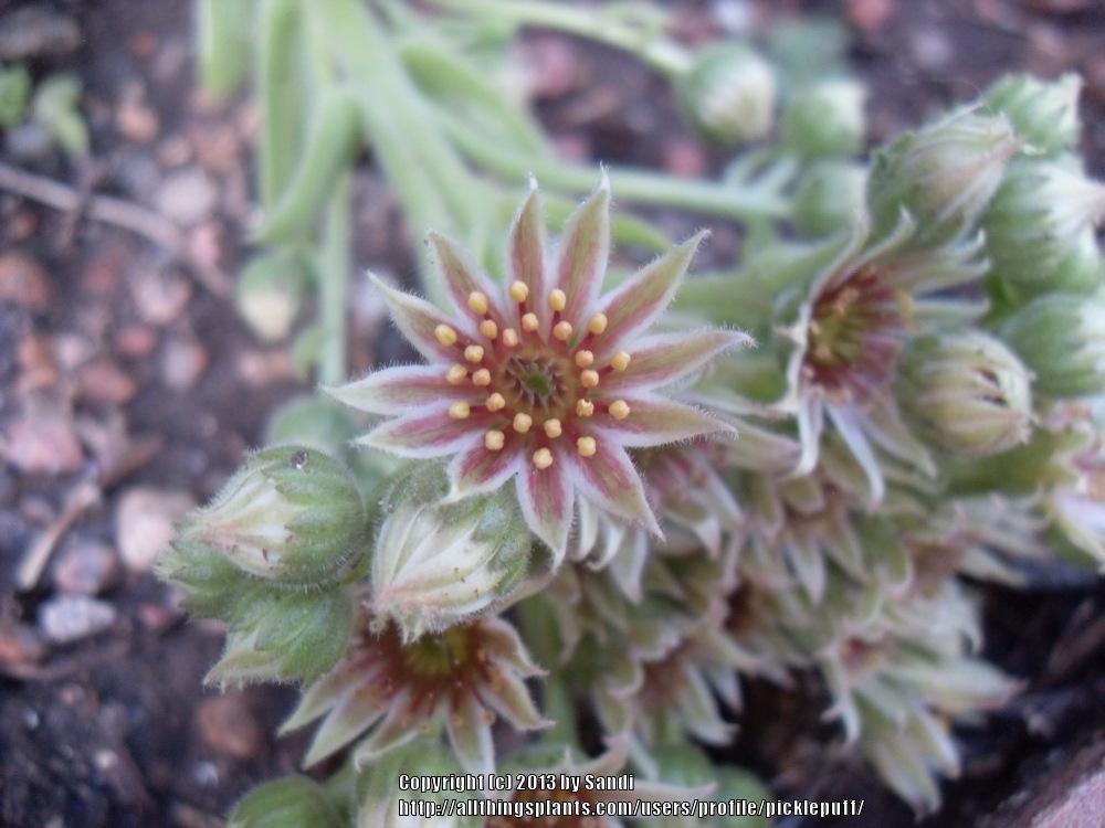 Photo of Hen and Chicks (Sempervivum 'Whitney') uploaded by picklepuff