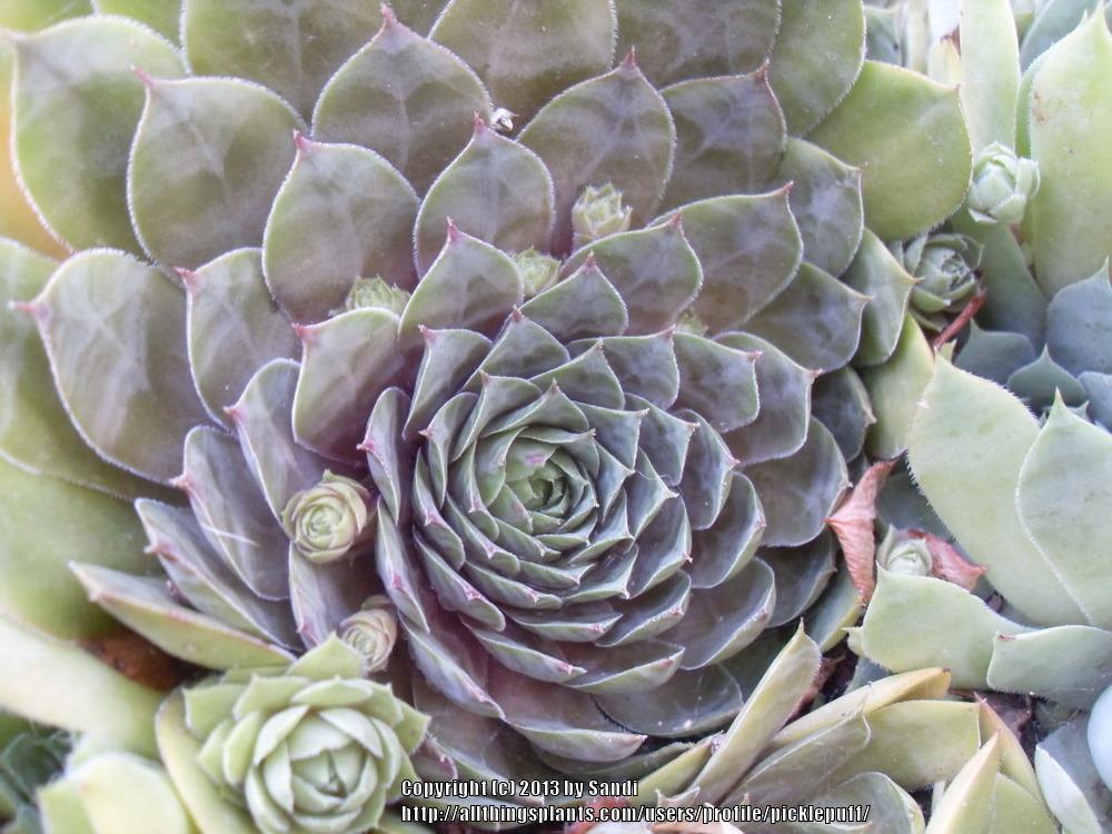Photo of Hen and Chicks (Sempervivum 'Fusilier') uploaded by picklepuff