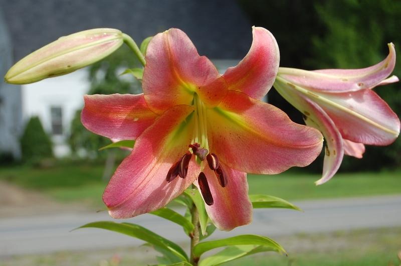 Photo of Lily (Lilium 'Satisfaction') uploaded by pixie62560