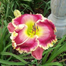 Location: My garden in Southeast Virginia
Date: 2013-07-29