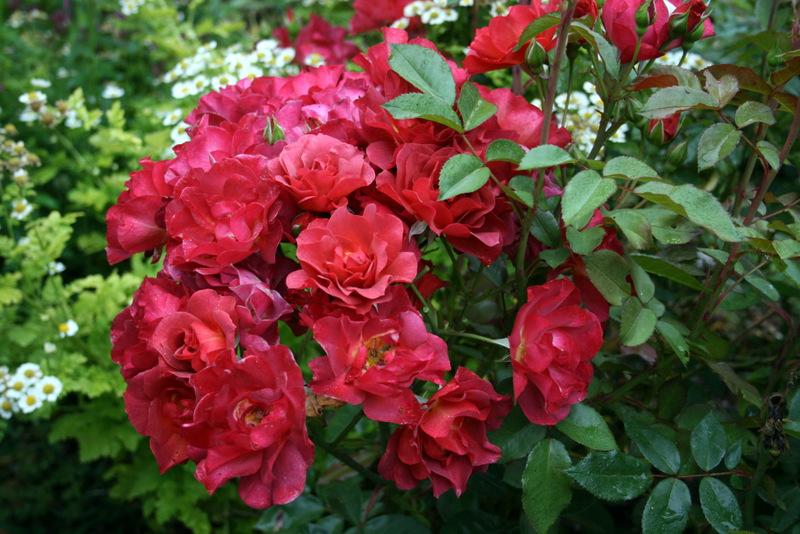 Photo of Floribunda Rose (Rosa 'Cinco de Mayo') uploaded by Calif_Sue