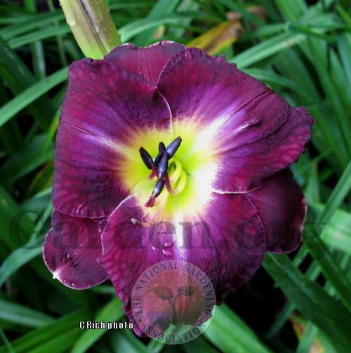 Photo of Daylily (Hemerocallis 'Ansel Adams') uploaded by Char