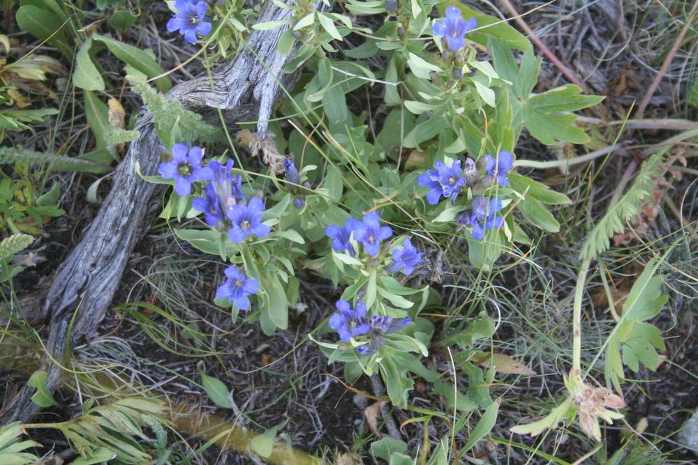 Photo of Mountain Bog Gentian (Gentiana calycosa) uploaded by KentPfeiffer