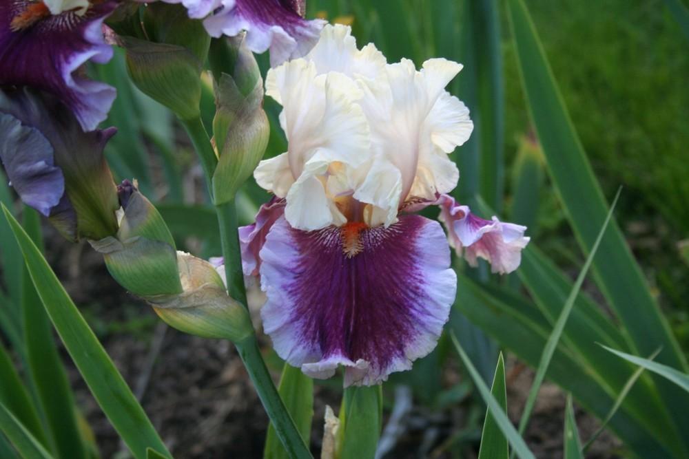 Photo of Tall Bearded Iris (Iris 'Strawberry Freeze') uploaded by KentPfeiffer