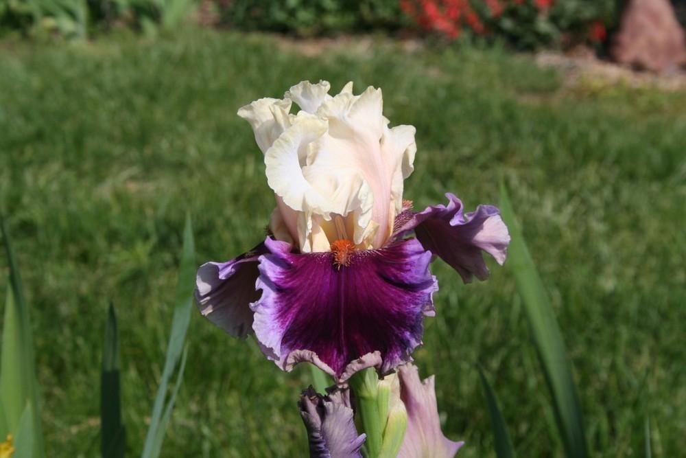Photo of Tall Bearded Iris (Iris 'Strawberry Freeze') uploaded by KentPfeiffer