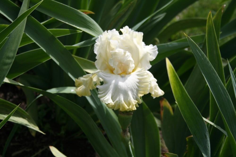 Photo of Tall Bearded Iris (Iris 'Sugar Bomb') uploaded by KentPfeiffer