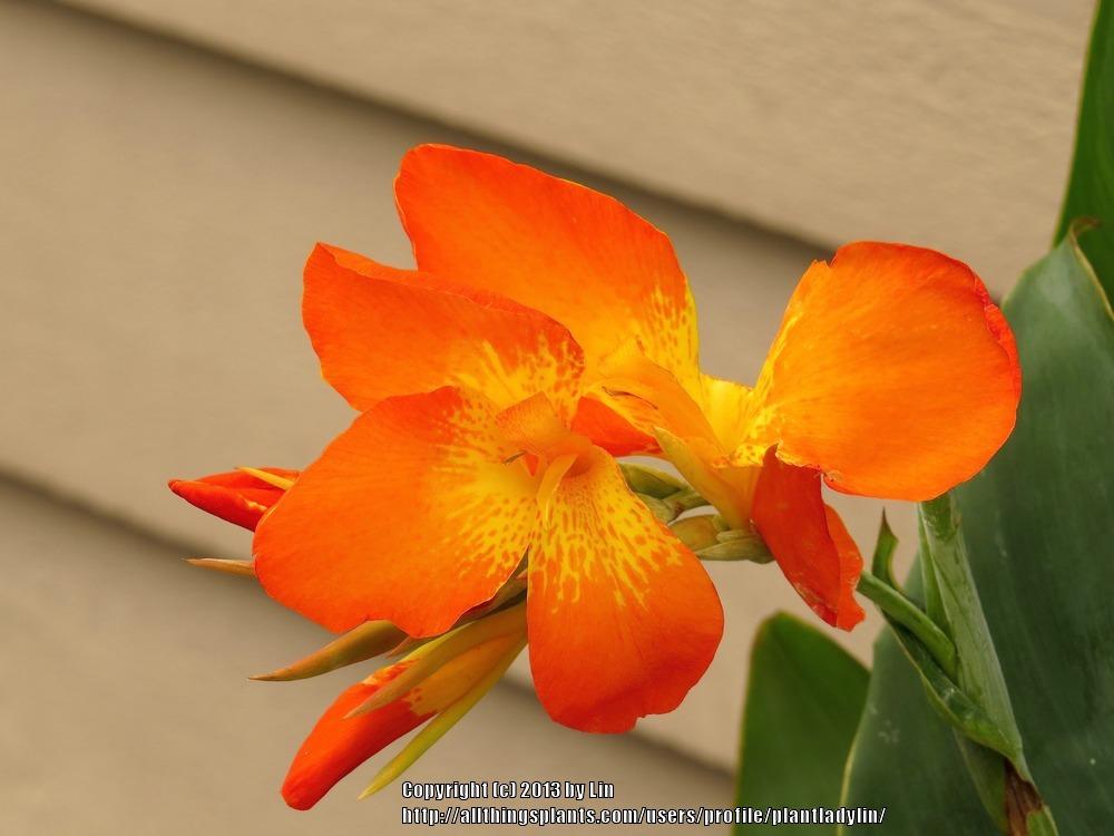 Photo of Canna (Canna x generalis 'Orange Punch') uploaded by plantladylin