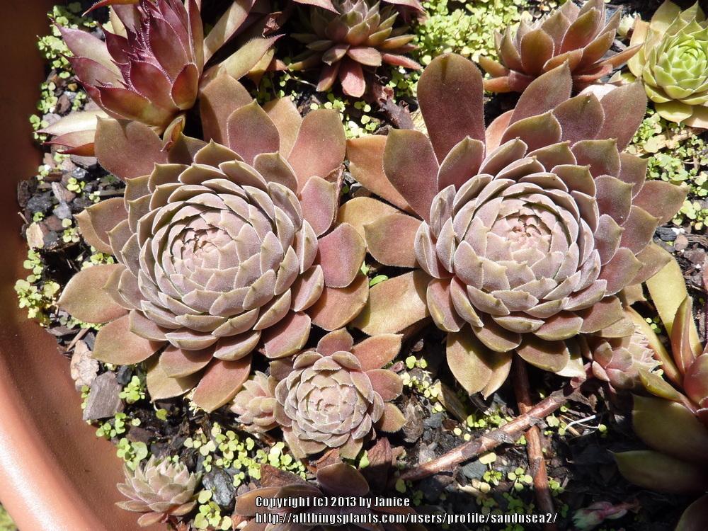 Photo of Hen and Chicks (Sempervivum 'Pacific Magic Night') uploaded by sandnsea2