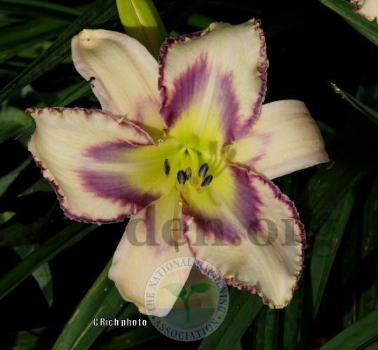 Photo of Daylily (Hemerocallis 'Destined to See') uploaded by Char