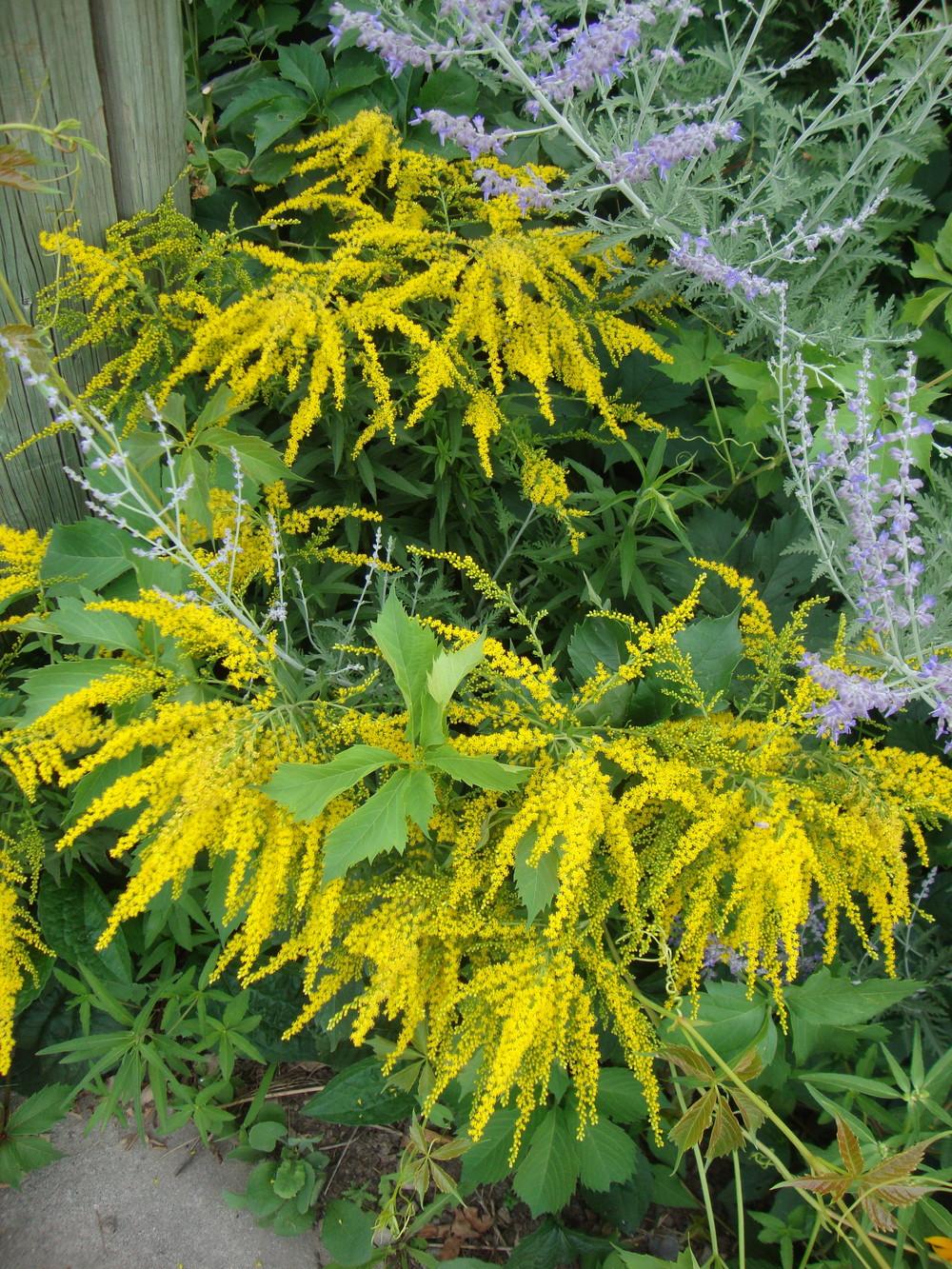 Photo of Goldenrods (Solidago) uploaded by Paul2032