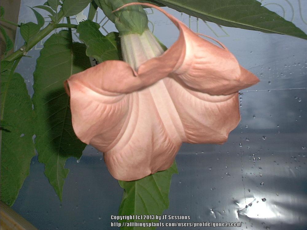 Photo of Angel Trumpet (Brugmansia 'Kaitlyn') uploaded by gone2seed