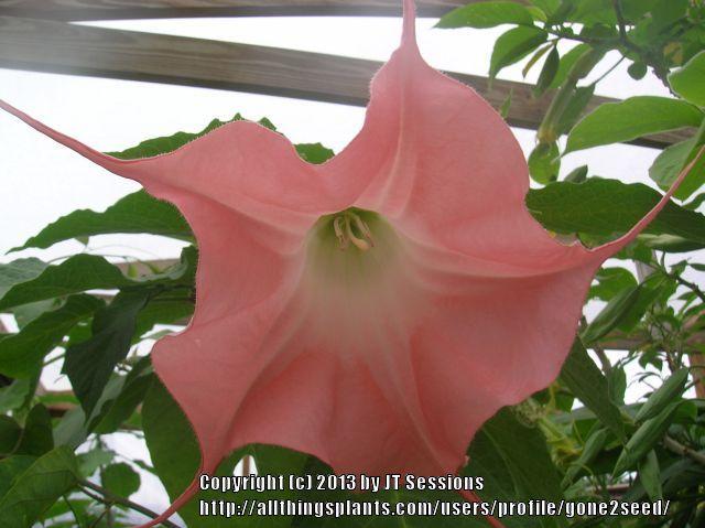 Photo of Angel Trumpet (Brugmansia 'Kaitlyn') uploaded by gone2seed
