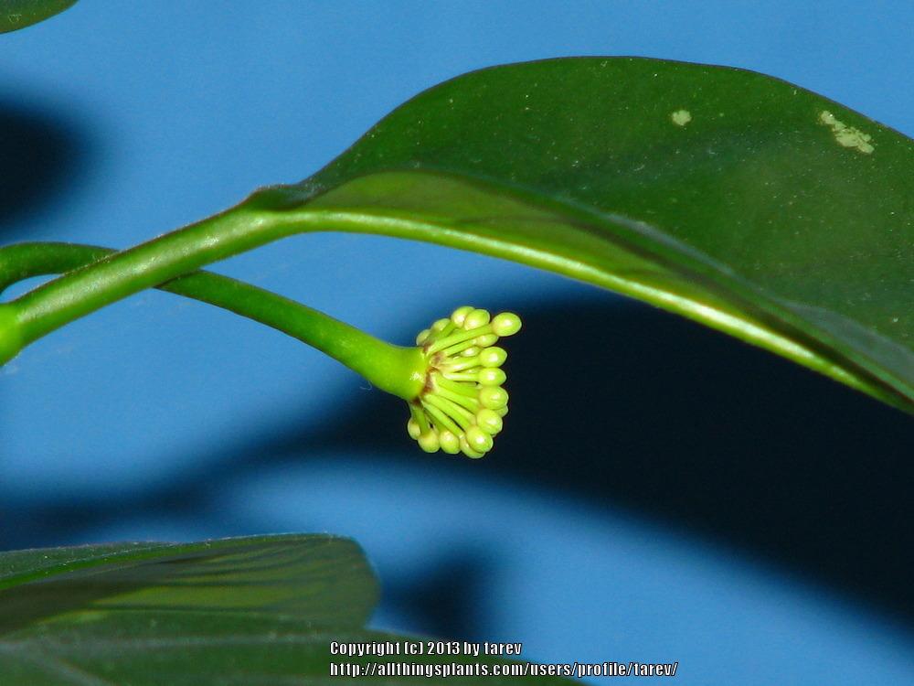 Photo of Shooting Star Hoya (Hoya multiflora) uploaded by tarev