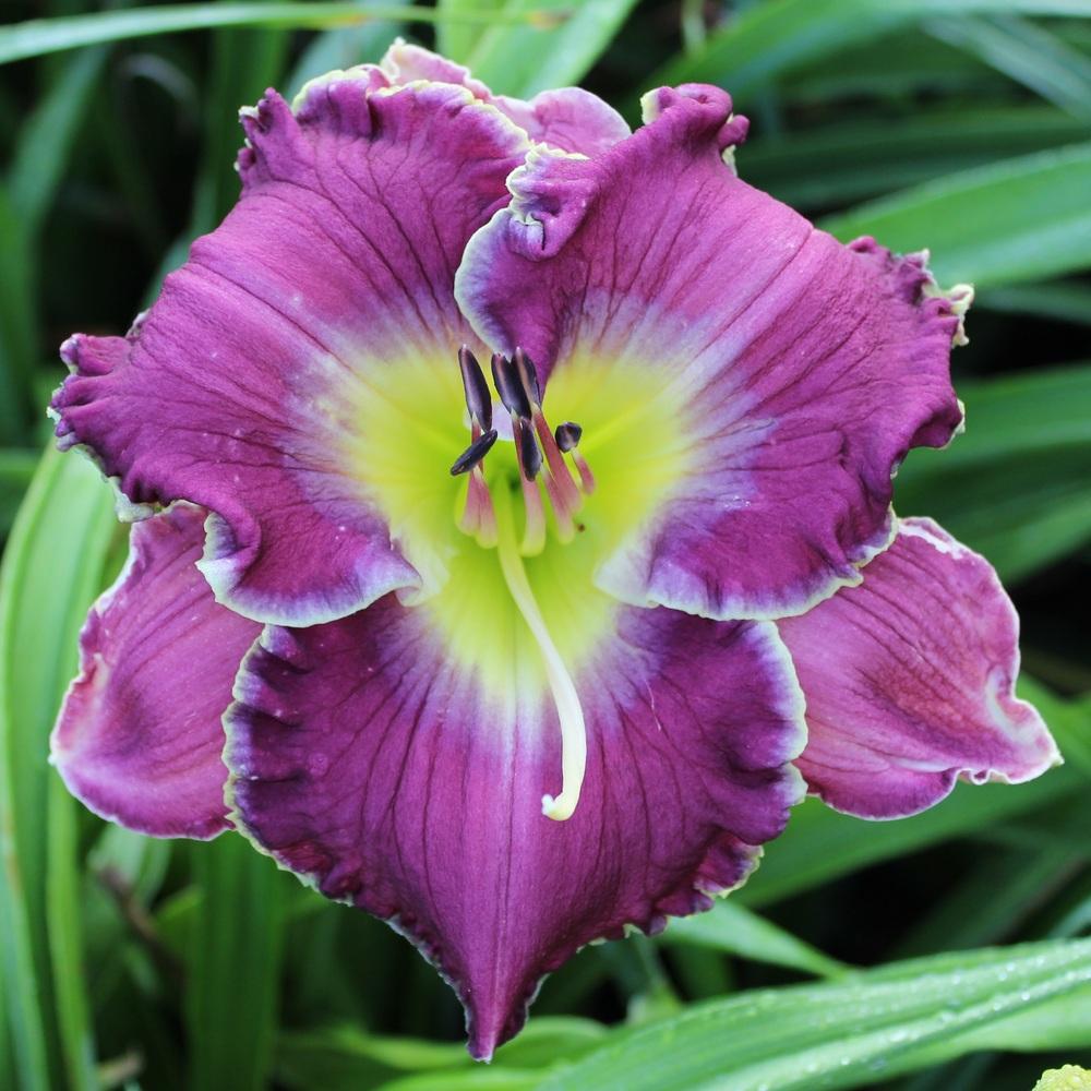 Photo of Daylily (Hemerocallis 'King's Reign') uploaded by tink3472