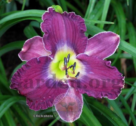Photo of Daylily (Hemerocallis 'Color Me There') uploaded by Char