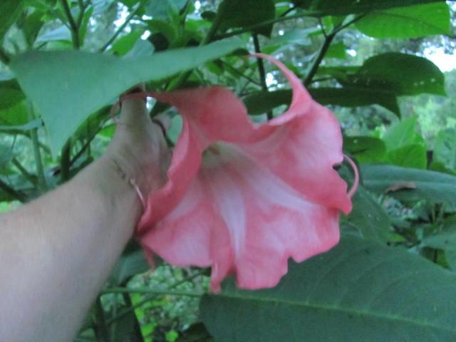 Photo of Angel Trumpet (Brugmansia 'Painted Lady') uploaded by Ridesredmule