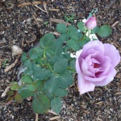 Location: Denver Metro CO
Date: 2013-08-01
Thought for sure that this poor rose had died as it was winterkil