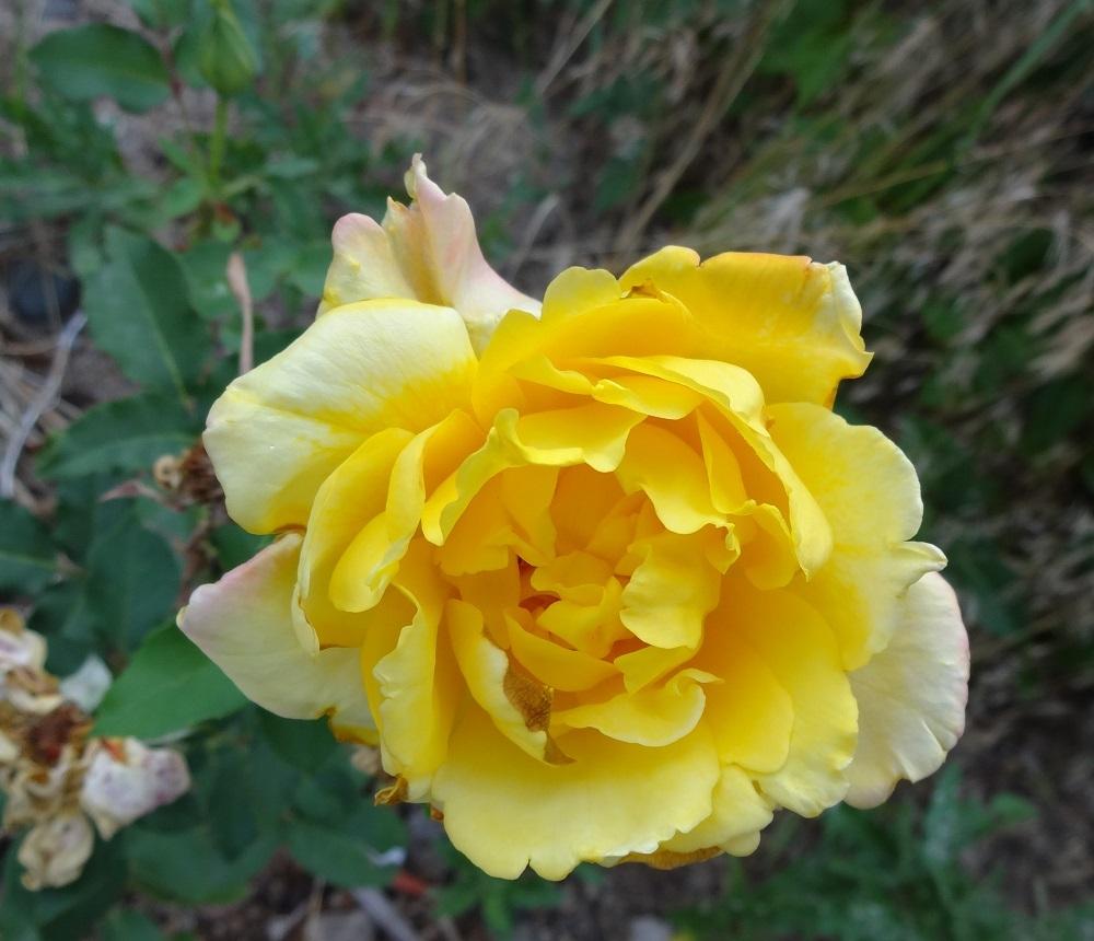 Photo of Rose (Rosa 'Summer Sunshine') uploaded by Skiekitty