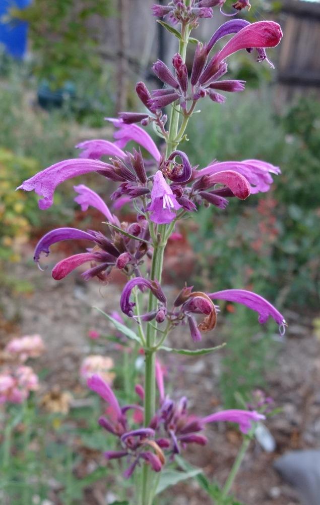 Photo of Mexican Hyssop (Agastache 'Grape Nectar') uploaded by Skiekitty