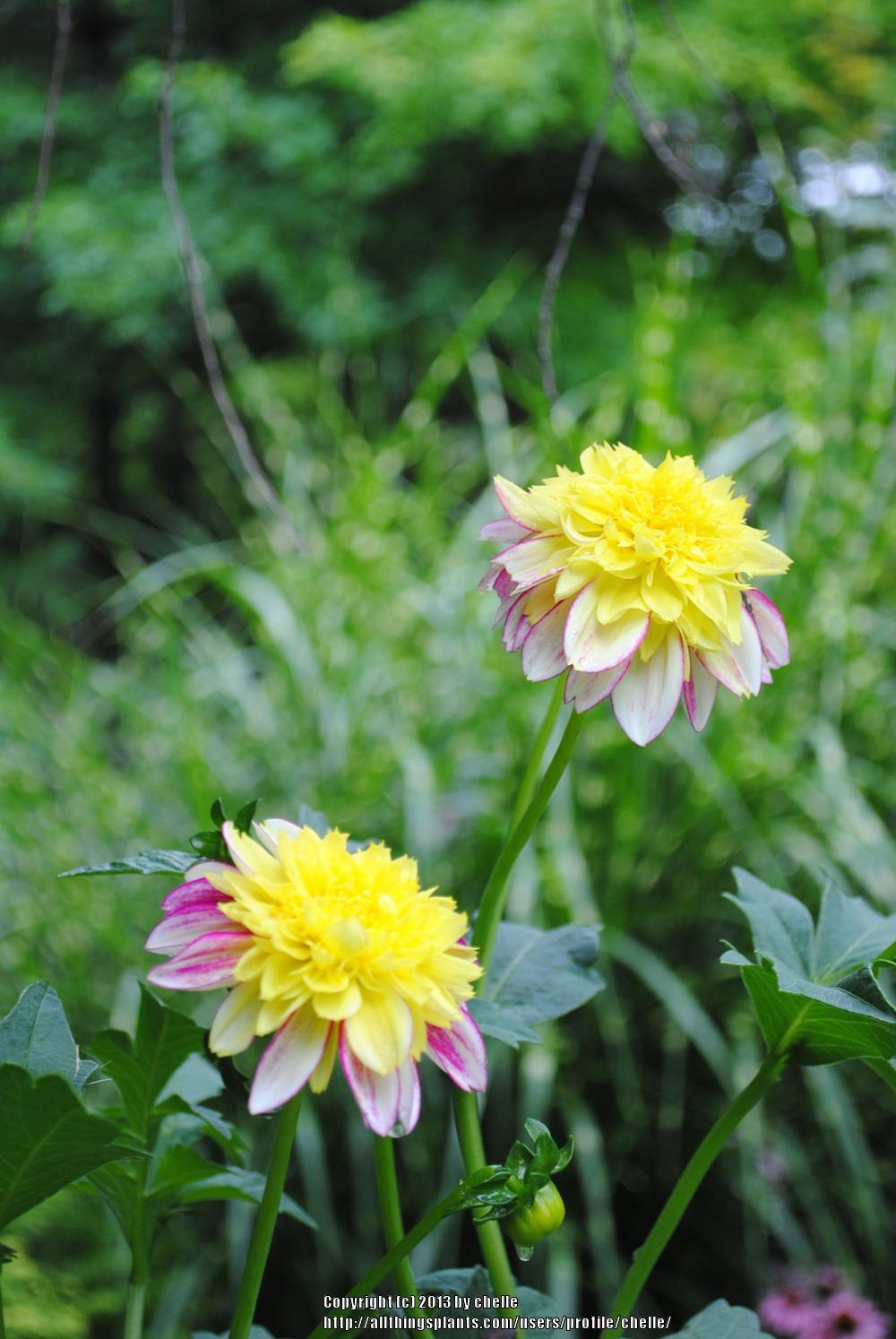 Photo of Anemone Flowered Dahlia (Dahlia 'Boogie Woogie') uploaded by chelle