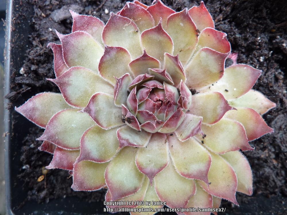 Photo of Hen and Chick (Sempervivum 'Congo') uploaded by sandnsea2