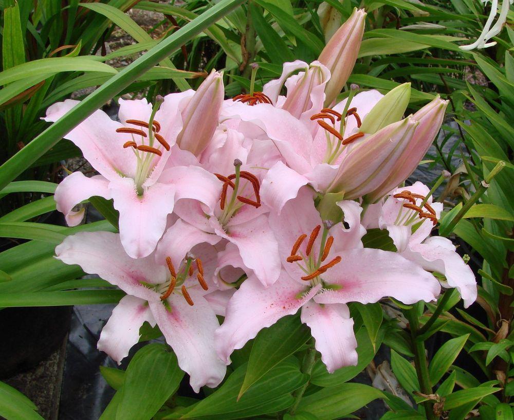 Photo of Lily (Lilium Lily Looks™ Sunny Bonaire) uploaded by Joy
