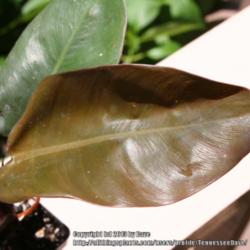 Location: Dayton, TN
Date: 2013-08-03
Newly emerged P. Black Cardinal leaf