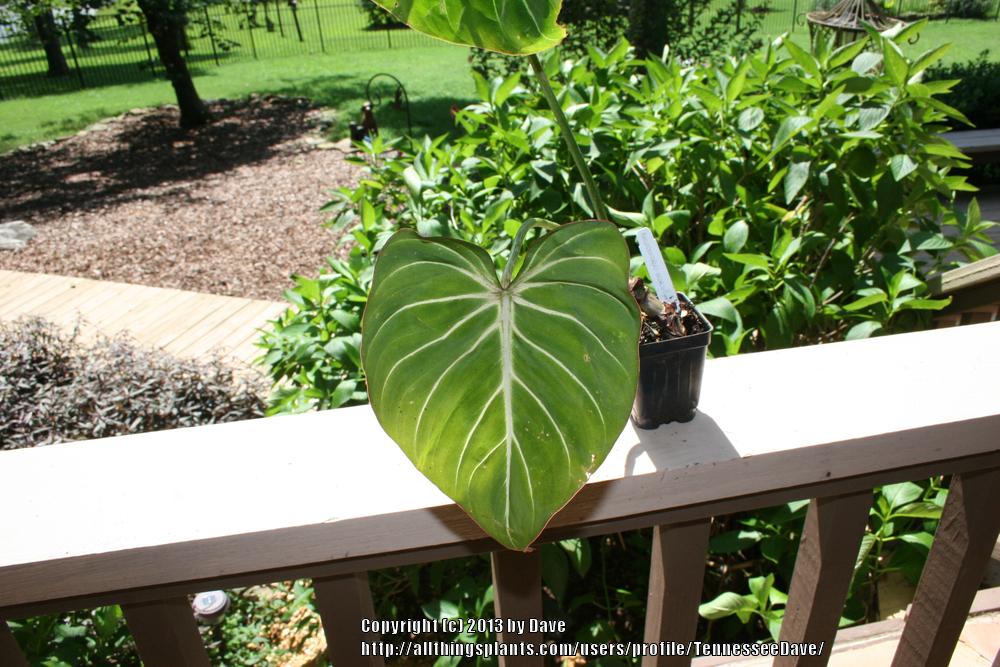 Photo of Philodendron (Philodendron gloriosum) uploaded by TennesseeDave