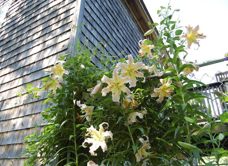 Photo of Lily (Lilium 'Elusive') uploaded by pixie62560