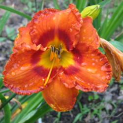 Location: Bowling Green, Ky 
Date: 2013-06-06
Still lovely in the rain