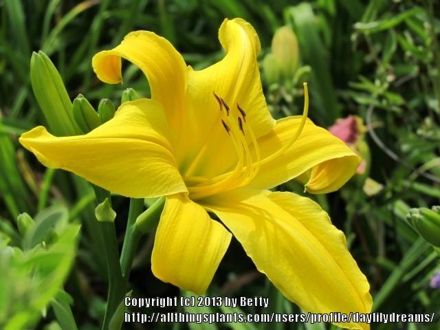 Photo of Daylily (Hemerocallis 'Goldner's Bouquet') uploaded by daylilydreams
