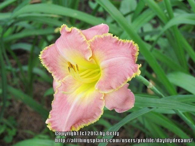 Photo of Daylily (Hemerocallis 'Desires of the Heart') uploaded by daylilydreams
