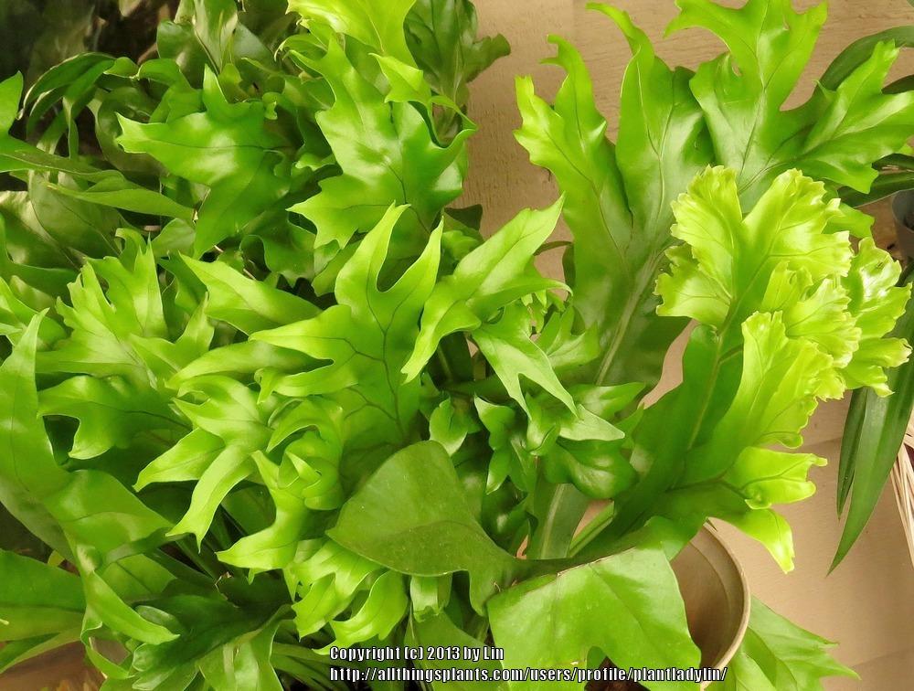Photo of Elkhorn Fern (Microsorum punctatum) uploaded by plantladylin