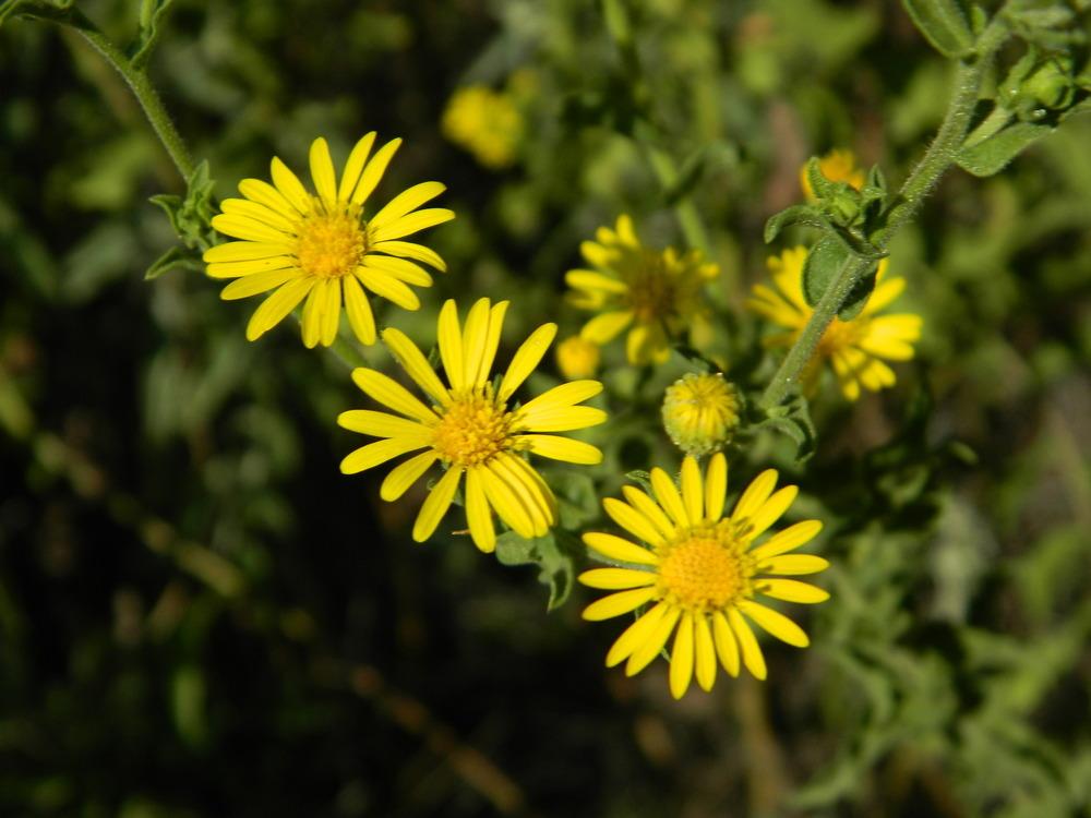 Photo of Camphor Weed (Heterotheca subaxillaris) uploaded by wildflowers